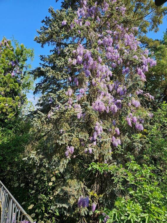 Einfamilienhaus mit Naturgarten und 2 Garagen in grüner und ruhiger Wohnlage zu verkaufen
