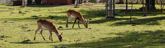 Wildpark an den Eichen Schweinfurt