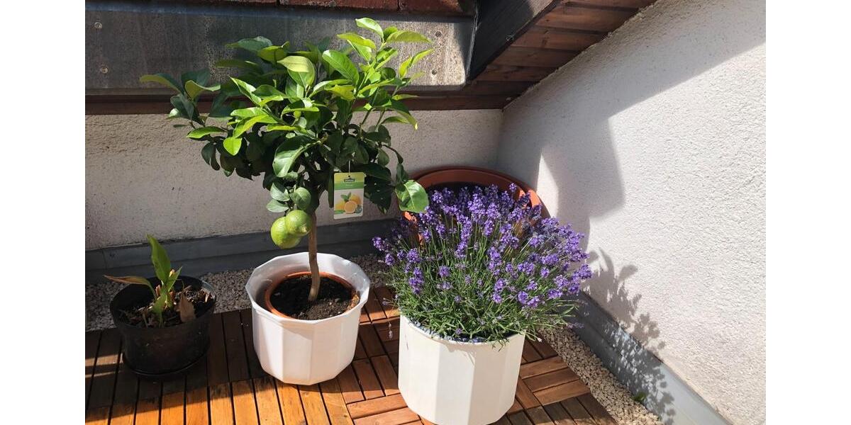 Dachgeschoßwohnung Eisingen - 3.5 Zimmer, 87 m&sup2;, 298.000&euro; | Angebot:26022242