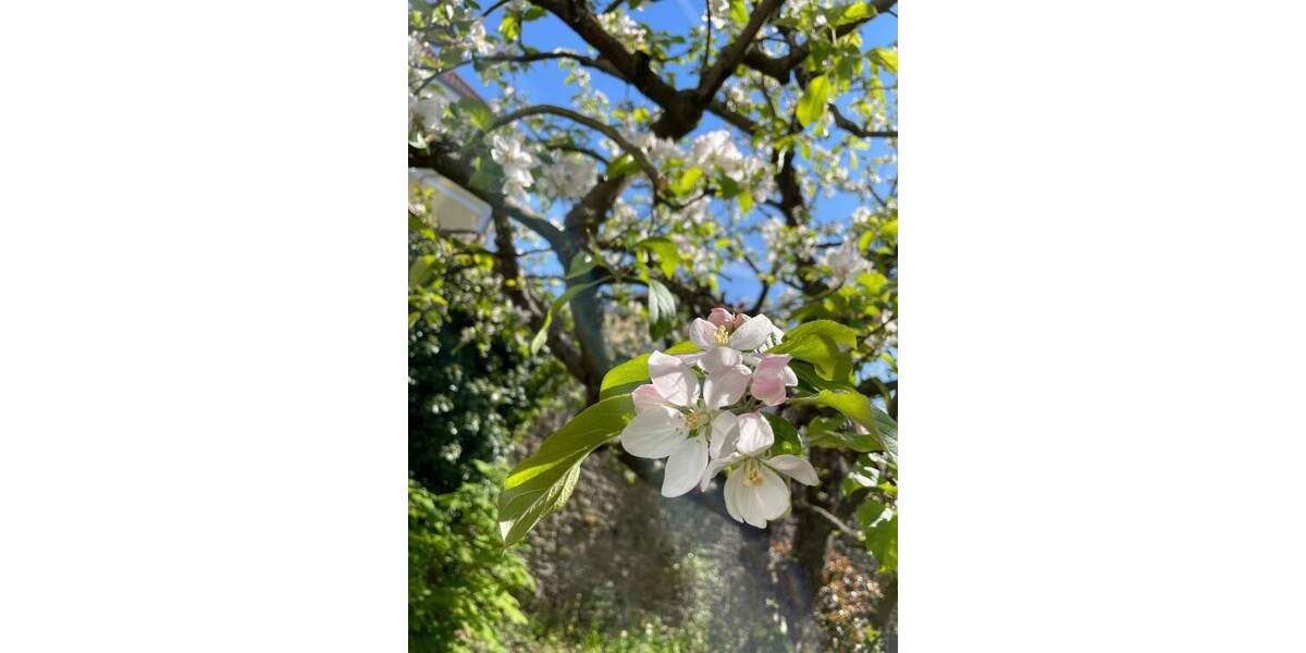 Bungalow Kitzingen - 3 Zimmer, 106 m&sup2;, 569.000&euro; | Angebot:24813838